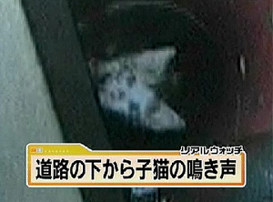 200907_徳島_汚水管に子猫6匹.jpg